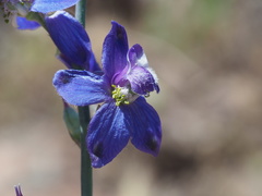 Delphinium parishii subglobosum