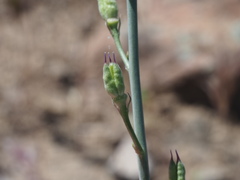 Delphinium parishii subglobosum
