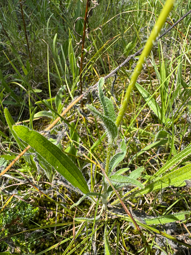 Echinacea tennesseensis, photograph 2