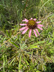 Echinacea tennesseensis