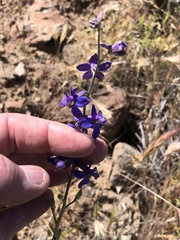 Delphinium parishii subglobosum