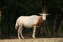 Scimitar-Horned Oryx photo 4