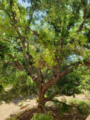 Quercus agrifolia