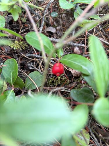 Eastern Teaberry