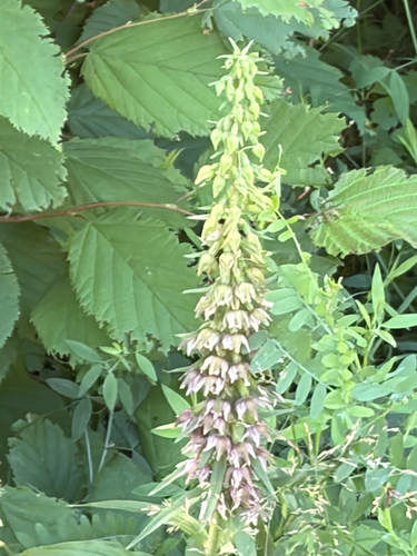 Broad-leaved helleborine