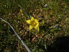 Romulea citrina