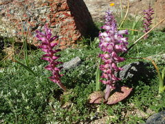 Lachenalia carnosa