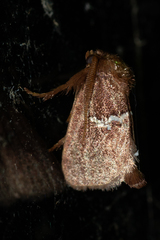 Monoleuca semifascia