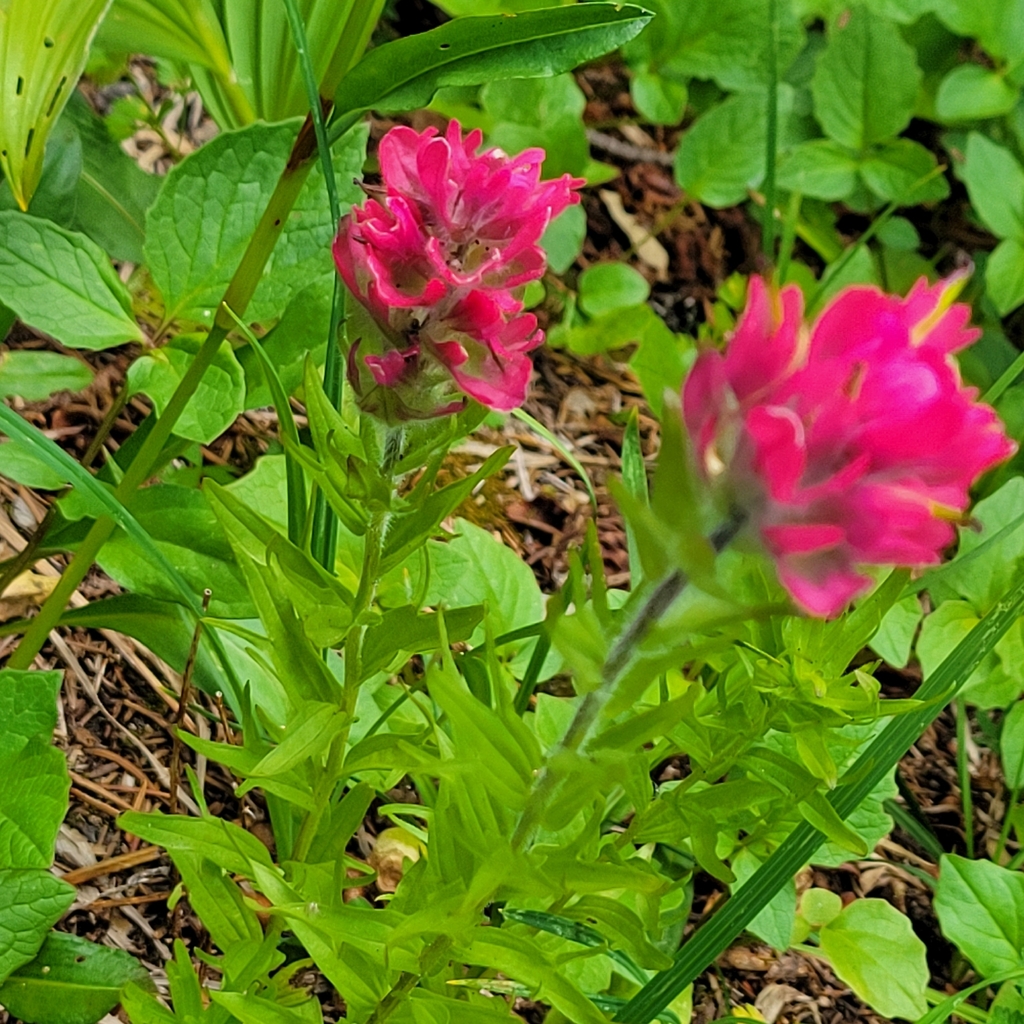 Castilleja parviflora; photograph author not stated, no rights reserved