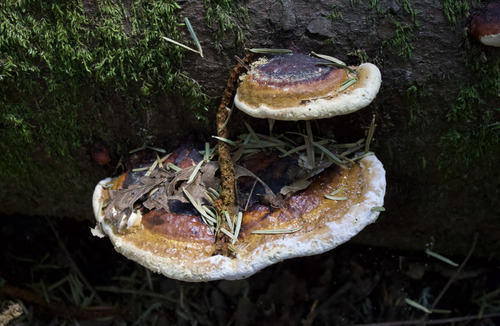 Red-banded Polypore