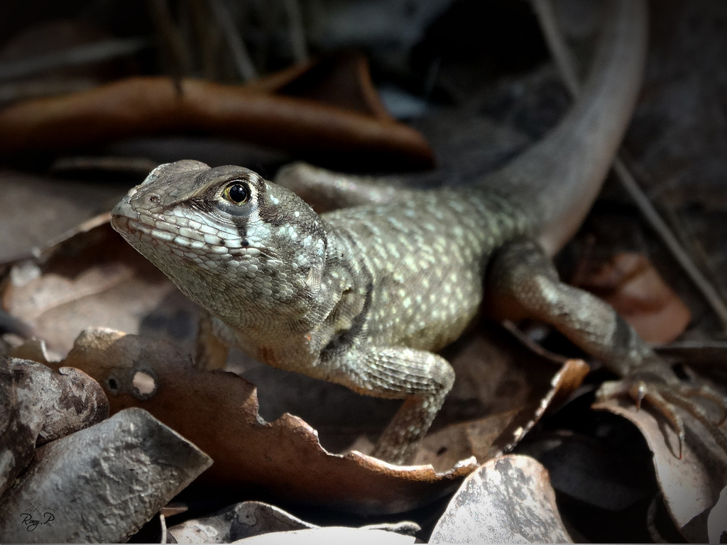 Reinhardt's Lava Lizard from Areia Branca - SE, Brasil on February 01 ...