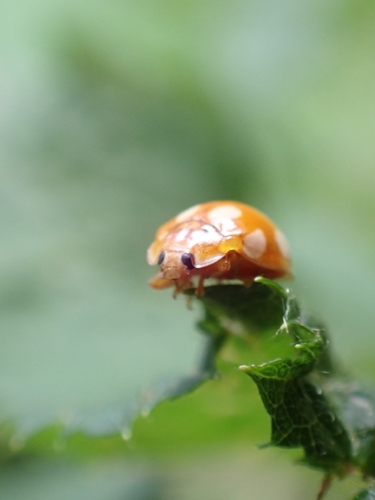 Little Arboreal Lady Beetle