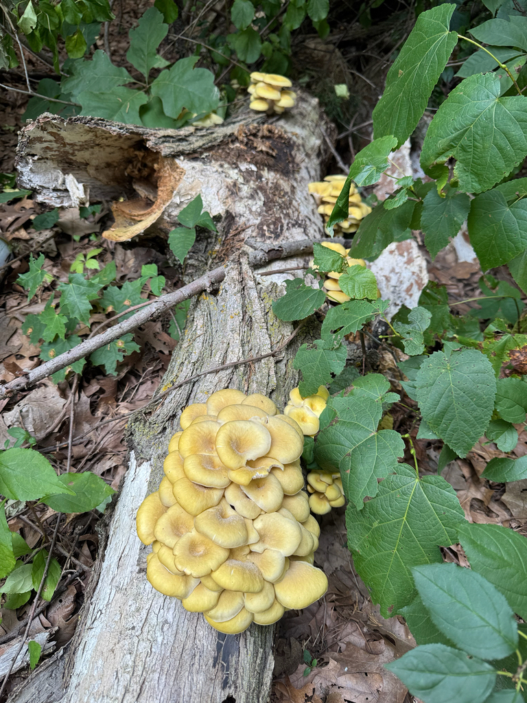 Golden Oyster Mushroom · August 2026 · photo: Photo: (c) Jonathan Kade, some rights reserved (CC BY) · iNaturalist