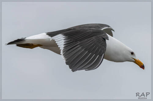 Olrog's Gull (Larus atlanticus), photo 5