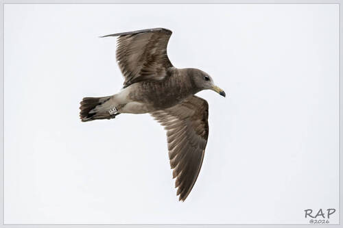 Olrog's Gull (Larus atlanticus), photo 6
