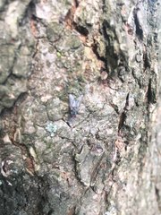 Diptera