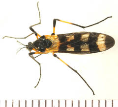 Gynoplistia