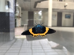 Milionia zonea pryeri