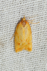 Sparganothis sulfureana