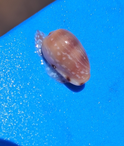 Marginella guttata, 2026-08-09