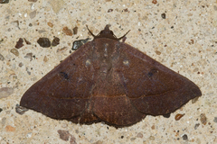 Epidromia rotundata