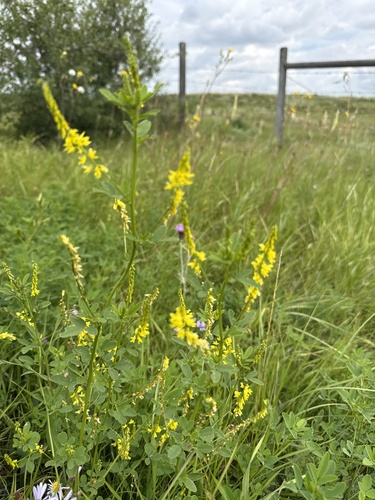Yellow Sweetclover