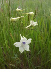 Delphinium pavonaceum