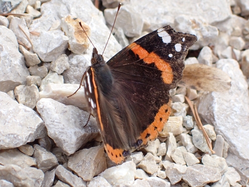 Red Admiral