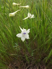 Delphinium pavonaceum
