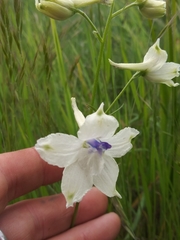 Delphinium pavonaceum