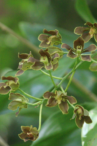 Grammatophyllum elegans