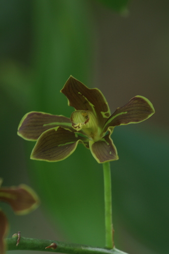 Grammatophyllum elegans, photograph 2