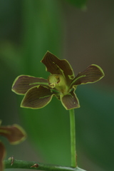 author not stated, no rights reserved Grammatophyllum elegans, photograph author not stated, no rights reserved