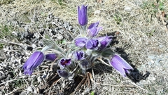 Pulsatilla vulgaris