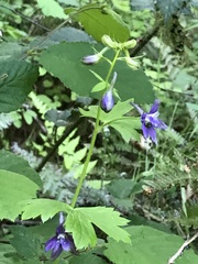 Delphinium bakeri