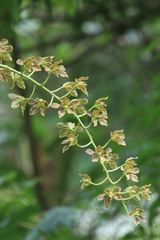 author not stated, no rights reserved Grammatophyllum elegans, photograph author not stated, no rights reserved