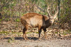 Bawean Deer photo 5