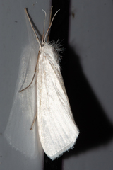 Schoenobiinae