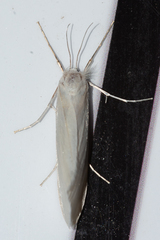Schoenobiinae