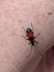 Neanthophylax mirificus