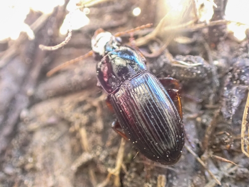 iNaturalist observation photo of Celia