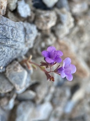 Phacelia pulchella gooddingii
