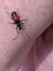 Neanthophylax mirificus