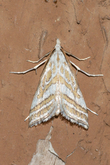 Leptosteges parthenialis