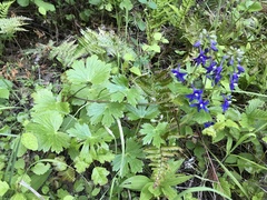 Delphinium bakeri