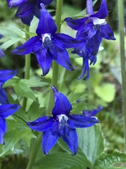Delphinium bakeri