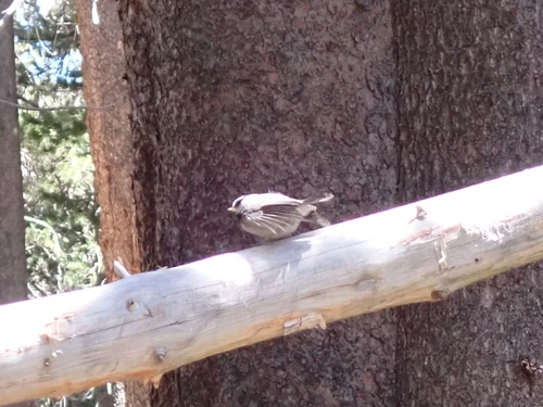 iNaturalist observation photo of Mountain Chickadee
