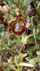 Ophrys speculum