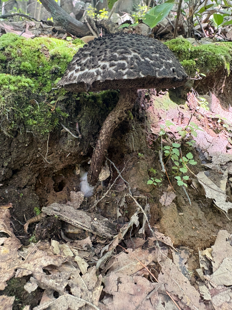 Old-man-of-the-woods · August 2026 · photo: Photo: (c) Timothy Watkins, some rights reserved (CC BY) · iNaturalist