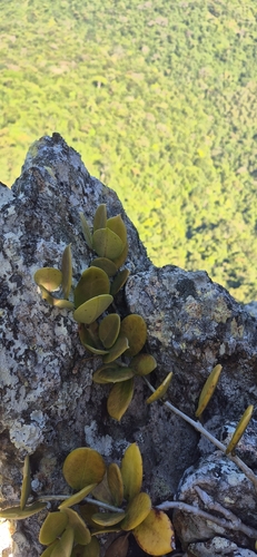 Hoya australis, photograph 5